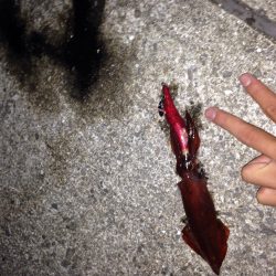 いまイカ釣りイカないと！