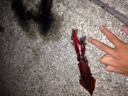 いまイカ釣りイカないと！