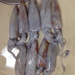 M-CUPの釣果ですよ。