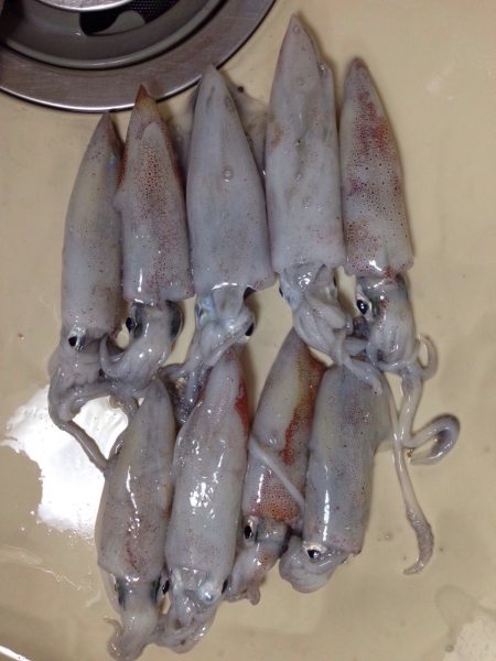 M-CUPの釣果ですよ。