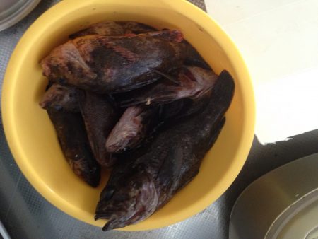 穴釣りは鉄板！