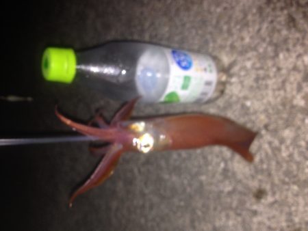 剣先エギング！