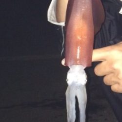 夏イカ探し
