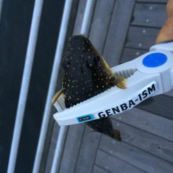 雨上がりちょこっとフィッシング