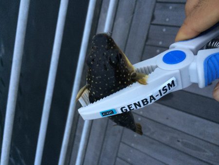 雨上がりちょこっとフィッシング