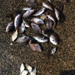 コッパグレの大群