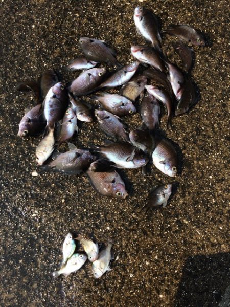 コッパグレの大群