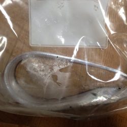 初めての太刀魚