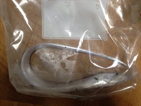 初めての太刀魚