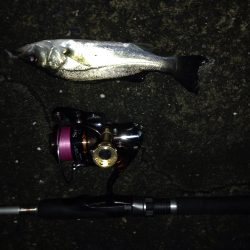 久しぶりにチニング