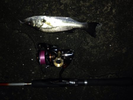 久しぶりにチニング