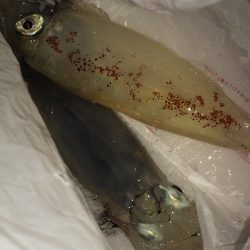 ケンサキイカ調査