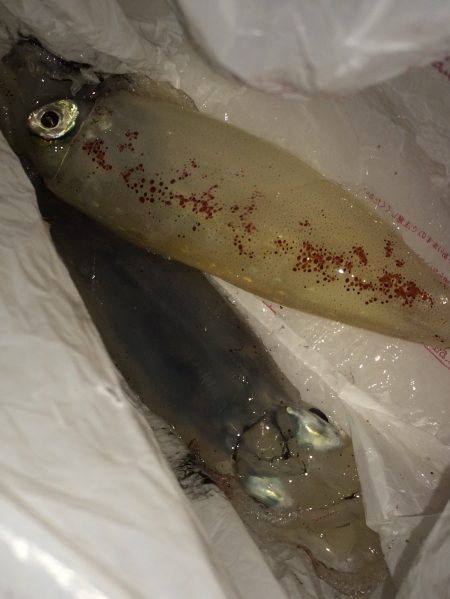 ケンサキイカ調査