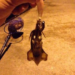 小島漁港エギング！