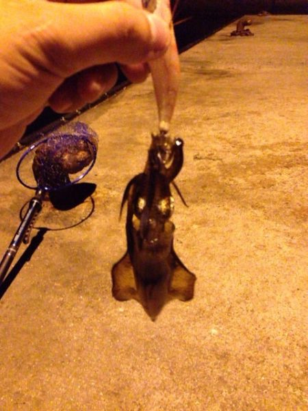 小島漁港エギング！