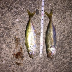 サイズチェックアジング