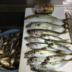 キスかアジが迷いました