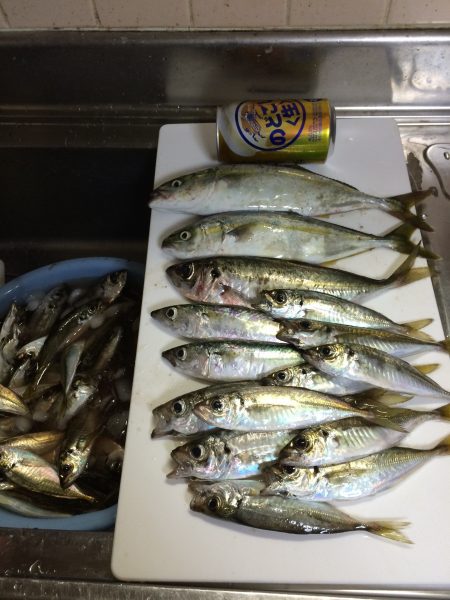 キスかアジが迷いました