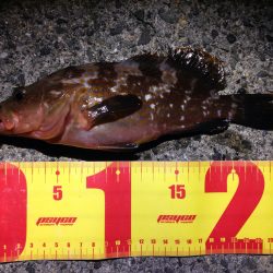 終始汗だく釣行。