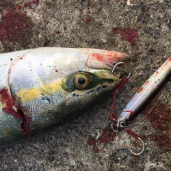 ツバスゲット！