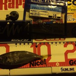 豆アジを求めて…