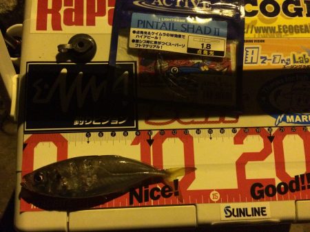 豆アジを求めて…