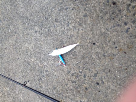 ショアジギング