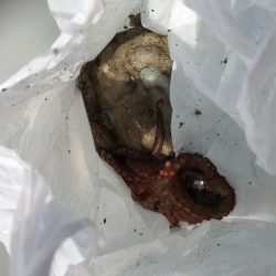 蛸釣りって、、、