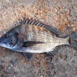 季節外れ？のエビ撒き釣り