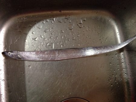 神戸、ショアジギング