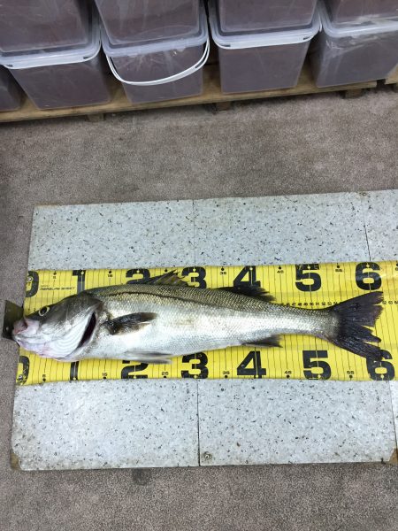 人生初シーバス！