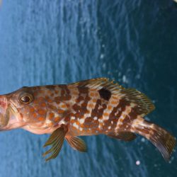 日中ライトゲーム