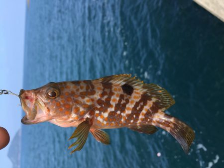 日中ライトゲーム