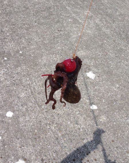 初のタコ狙い！