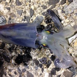 「ねぇ、僕にもできたよー！」