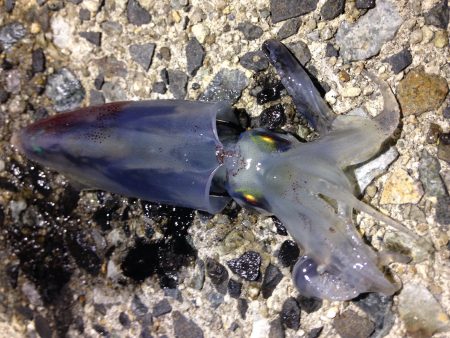 「ねぇ、僕にもできたよー！」