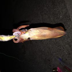 アジュールナイトエギング釣行