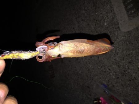 アジュールナイトエギング釣行