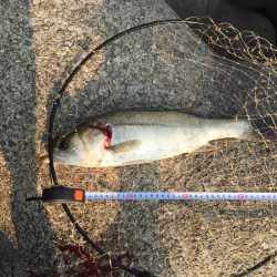 ショアジギングでシーバスゲット！