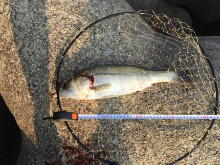 ショアジギングでシーバスゲット！