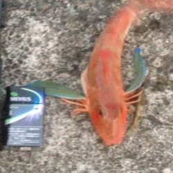 青物不発も切り替え