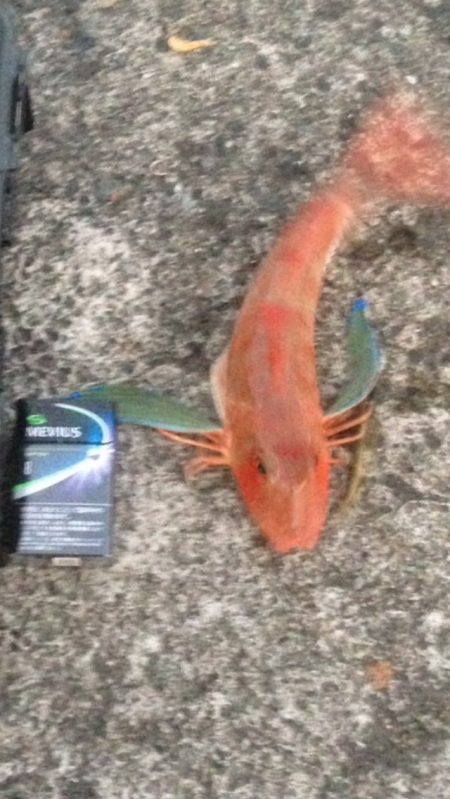 青物不発も切り替え