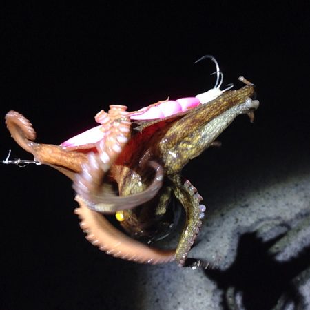 お持ち帰りサイズゲット！