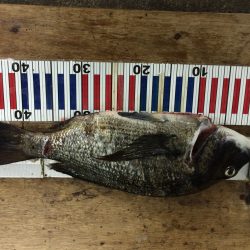 50超えたかと思ったのに…