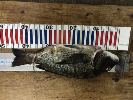 50超えたかと思ったのに…