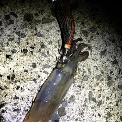 流行りに乗っかれず(艸дﾟ*)