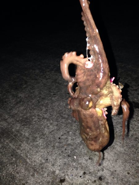 今年やっとの釣果！！