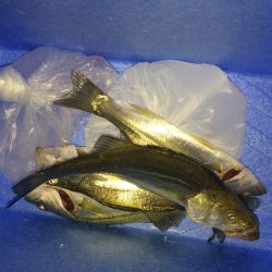 チーバスフィッシング