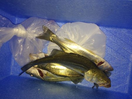 チーバスフィッシング