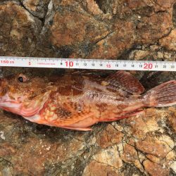 青物ロマンを求めて